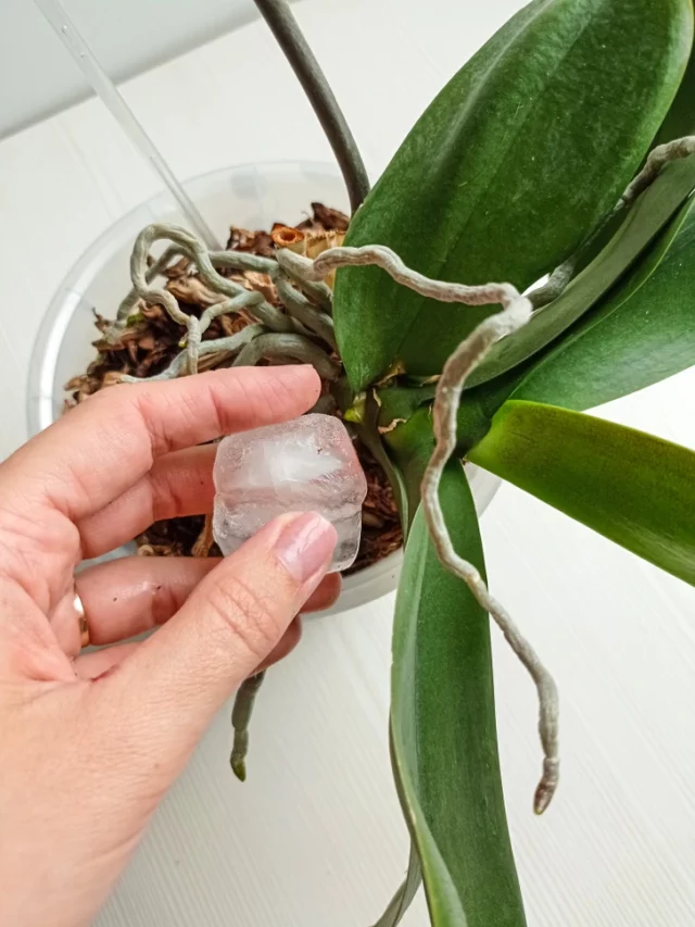 Orquídea: Posso Usar Gelo Para Regar Minhas Orquídeas?