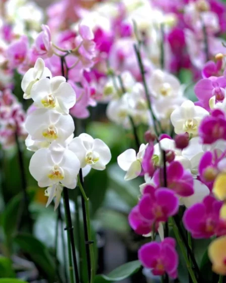 Quais são os tipos de orquídeas que existem