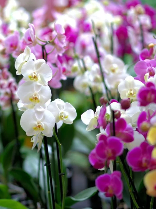 Orquídeas: Quantas Vezes Elas Florescem No Ano?