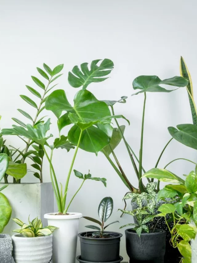 3 Plantas Para Ter Dentro de Casa Urgente