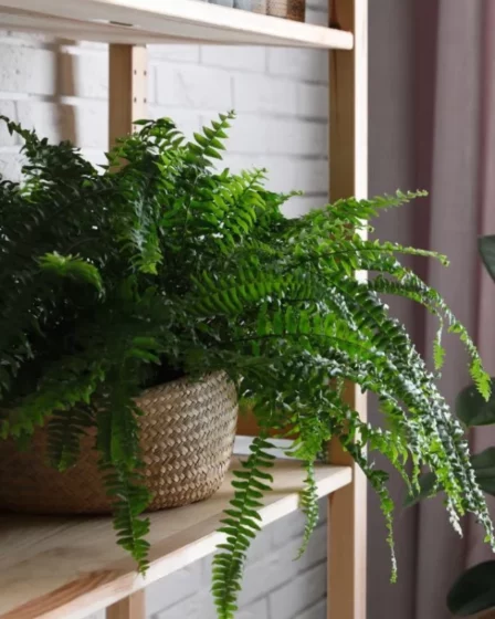 Samambaia decoração