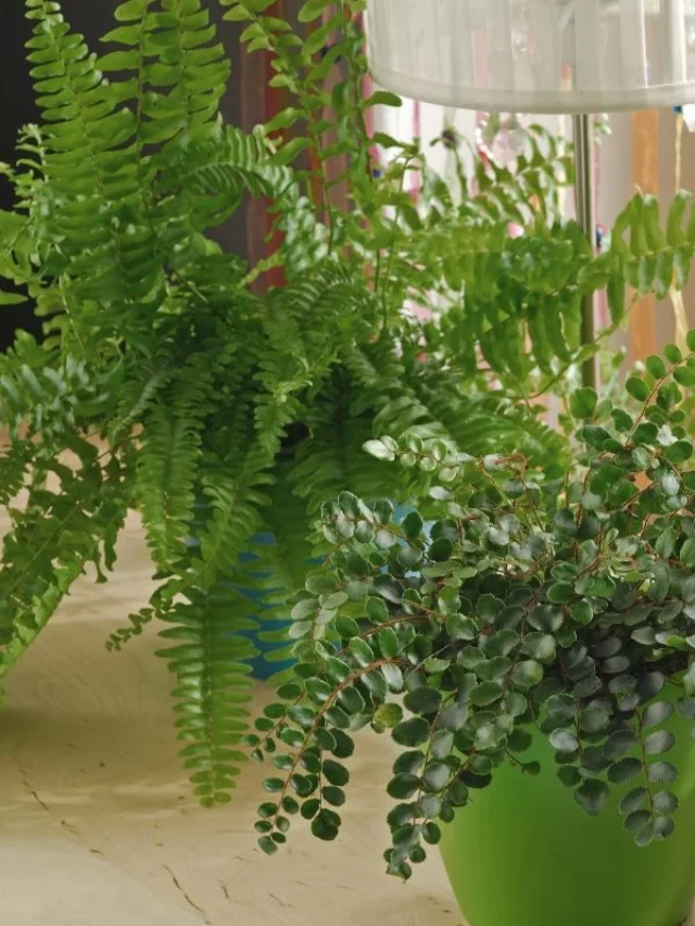 Samambaia: A Planta Fácil e Elegante para Decorar sua Casa