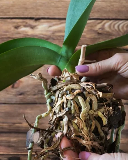 como fazer muda de orquidea pela haste