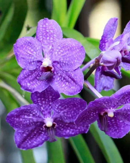 como plantar orquidea vanda em vaso