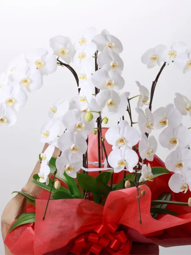 Orquídea: 7 Benefícios Poderosos Que Quase Ninguém Sabe Sobre Ela