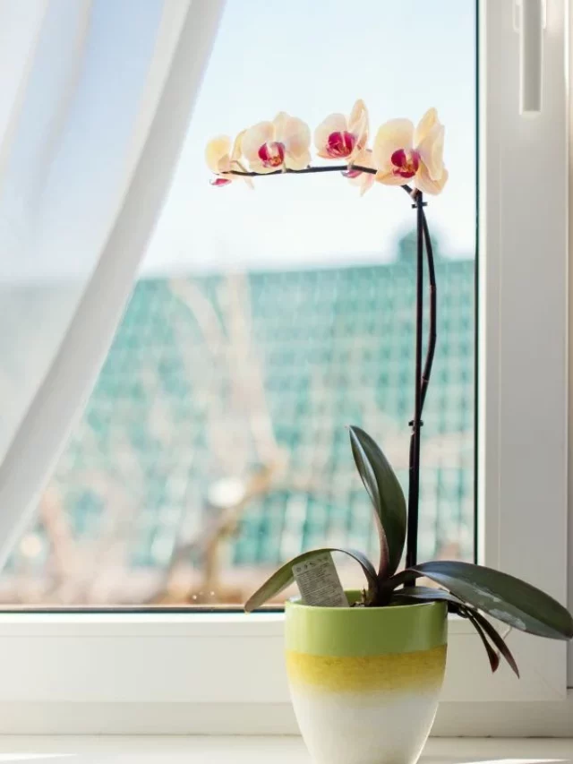 Orquídea: Quanto Tempo Ela Dura No Vaso?