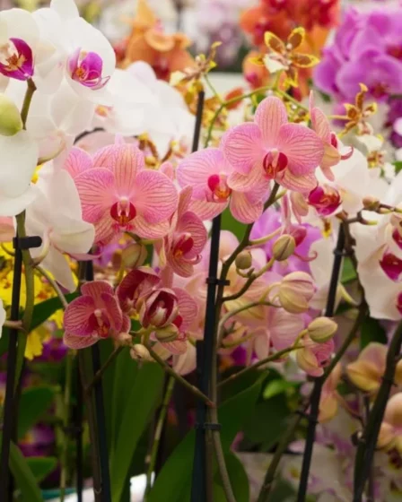 orquideas na decoracao (9)
