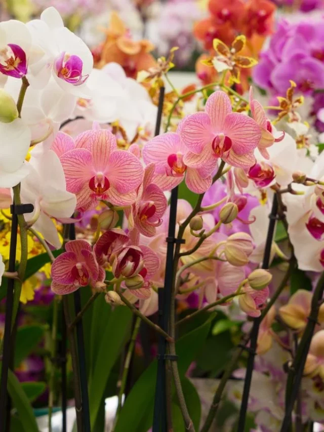 Como Plantar Orquídeas?