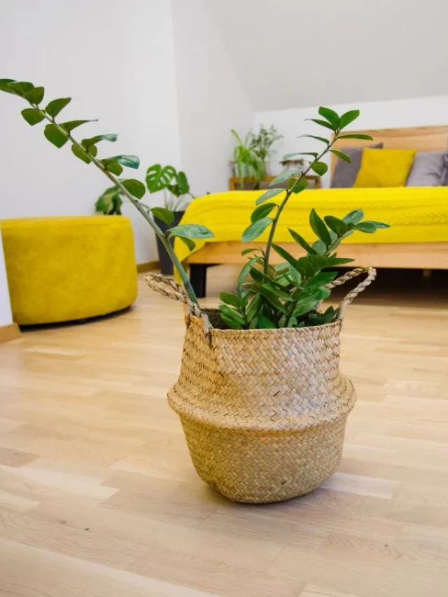 Zamioculca Revela: Por Que Todo Mundo Quer Essa Planta em Casa