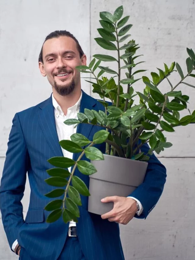Onde Comprar Planta Dia de Jogo?