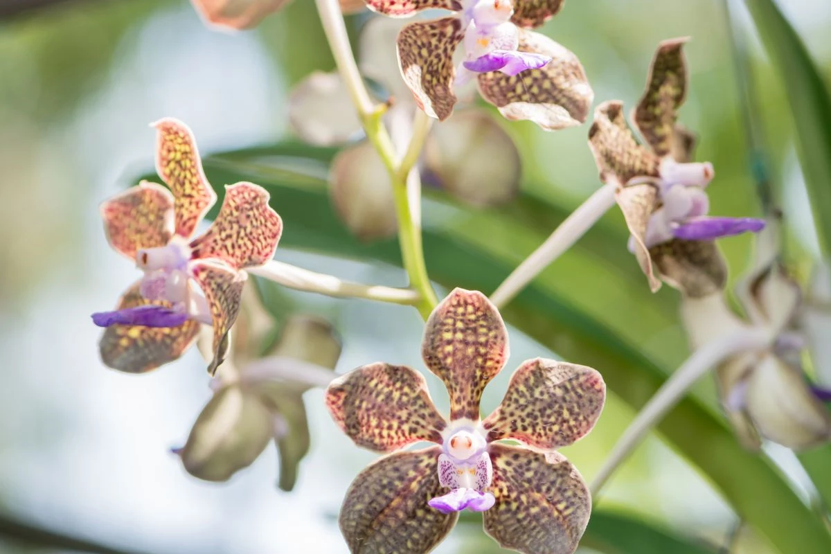 orquidea vanda preço