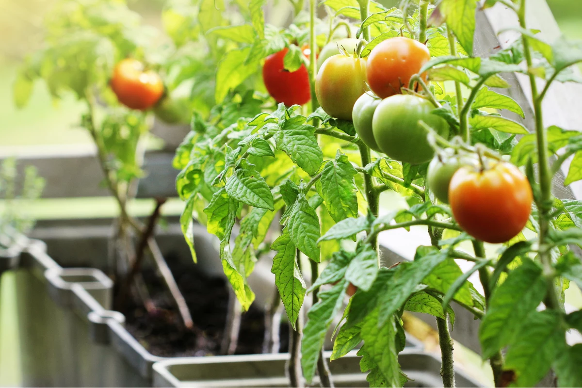 Como Plantar Tomate no Vaso em Casa