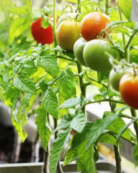 Como Plantar Tomate no Vaso em Casa