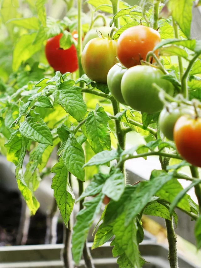 Como Plantar o Tomate? 7 Macetes Para Uma Colheita Farta