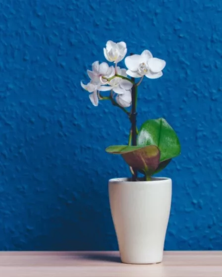 Orquidea (21)