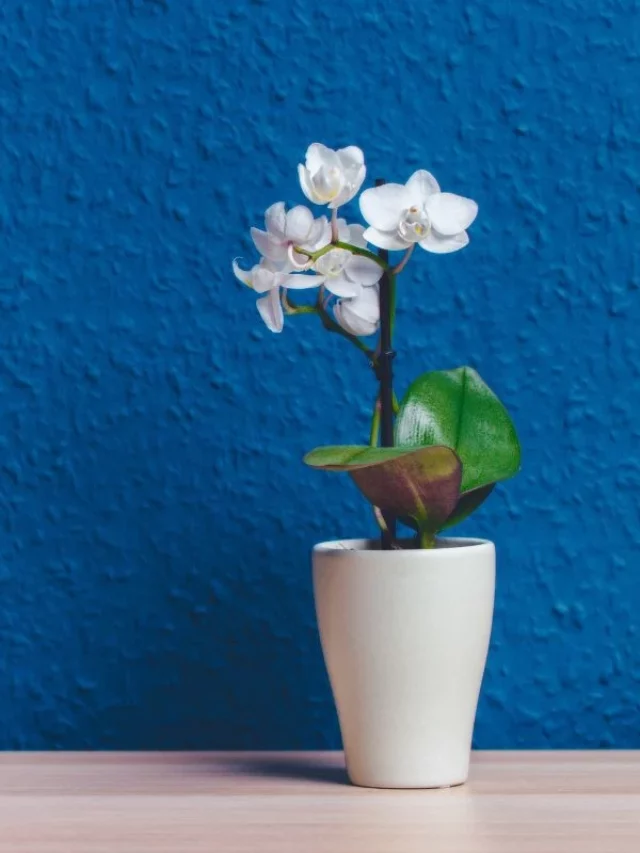 Como Cuidar de Orquídeas No Vaso de Plástico?