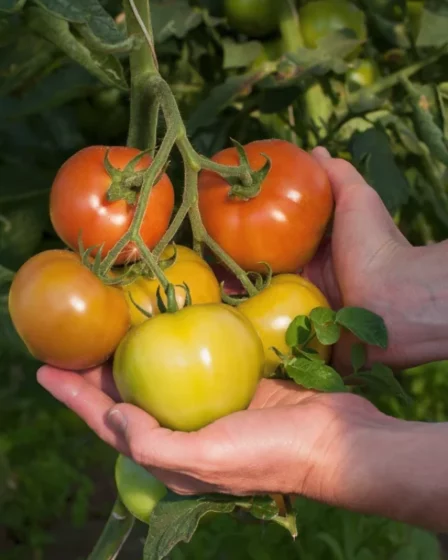 plantar tomate Fertilize Regularmente