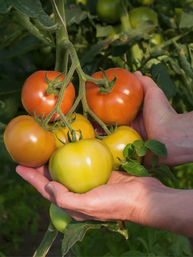 Entenda Como Plantar Tomate Cereja e Surpreenda-se com o Resultado