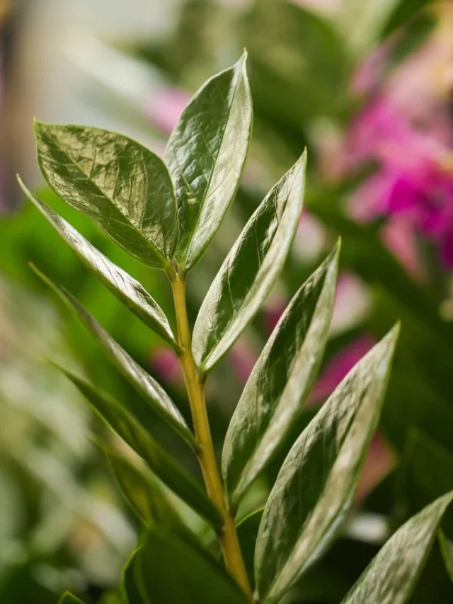 Quando a Zamioculca da Flor?