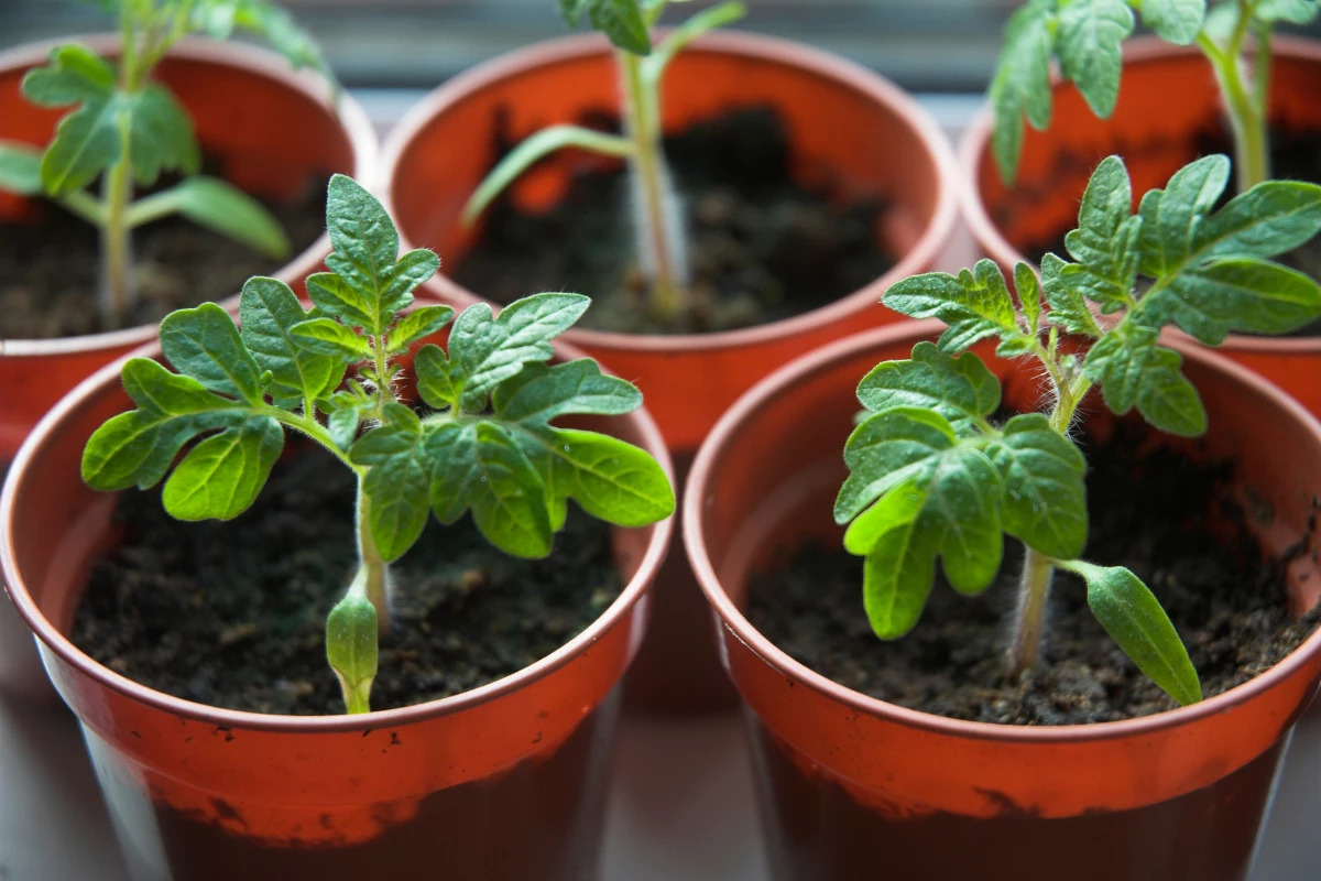 plantar tomate Escolha o Vaso Certo