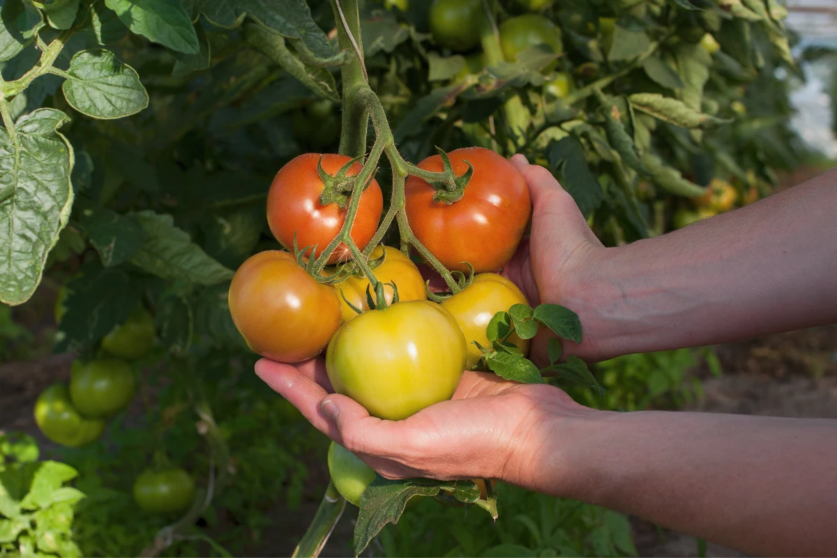 plantar tomate Fertilize Regularmente