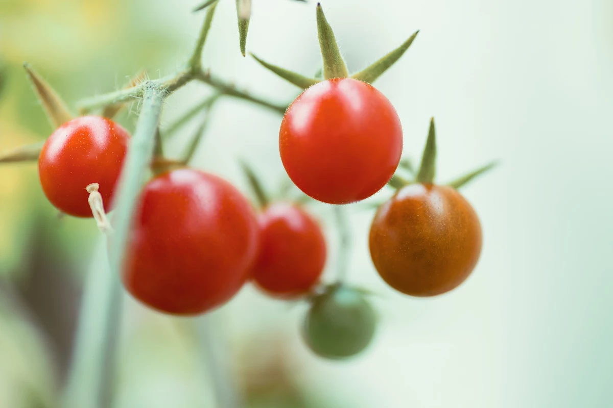 plantar tomate Posicione o Vaso em um Local com Boa Luminosidade