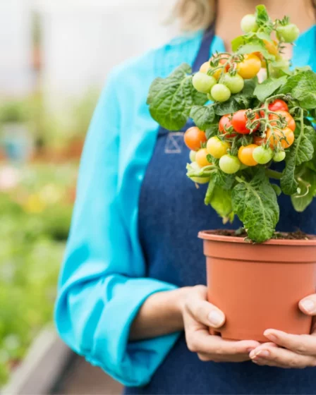 plantar tomate Selecione a Variedade de Tomate Adequada