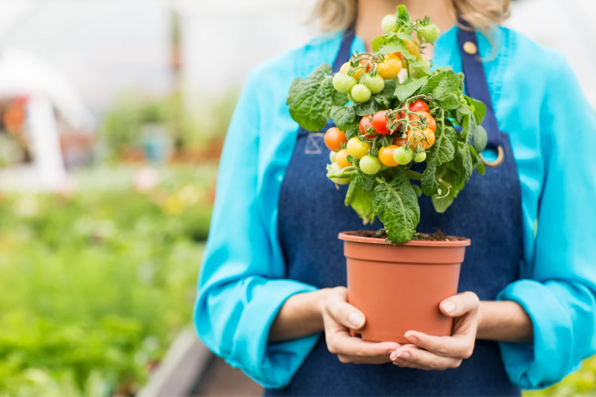 plantar tomate Selecione a Variedade de Tomate Adequada