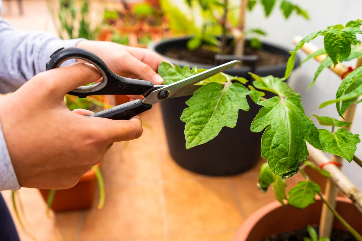 plantar tomate Suporte e Poda