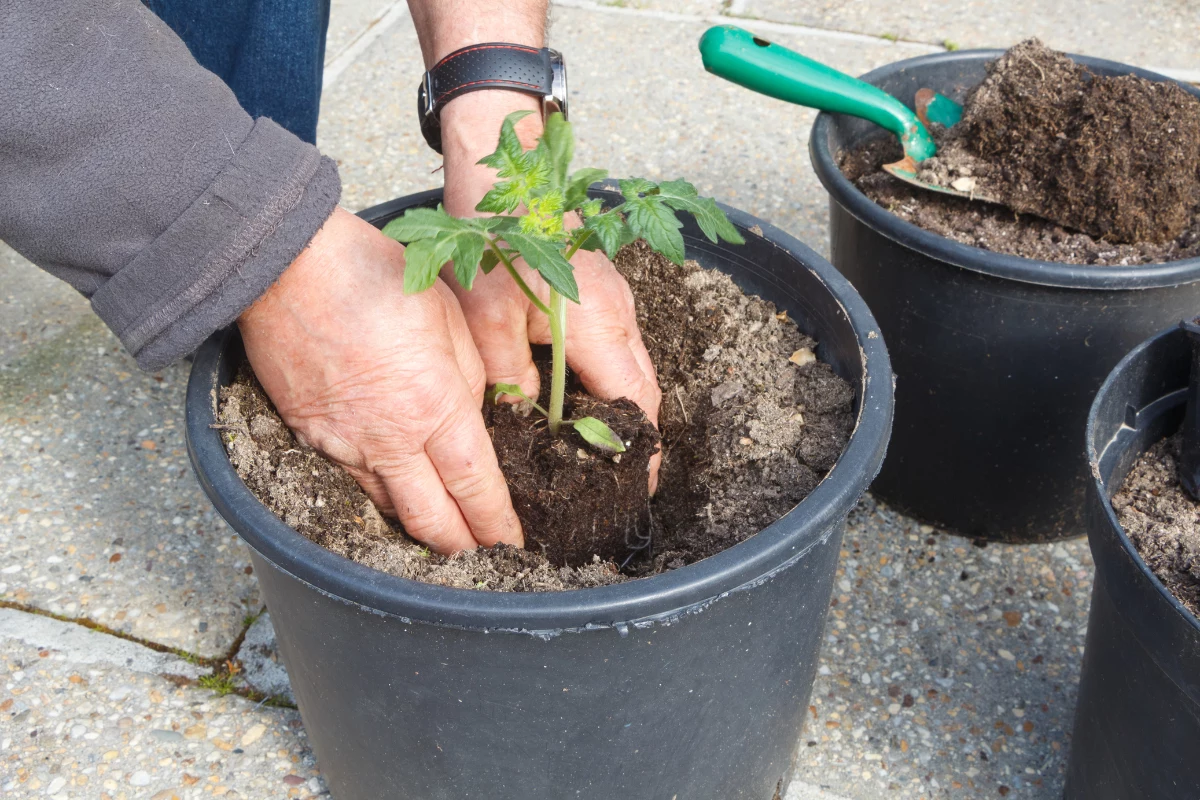 plantar tomate Utilize um Solo Rico e Bem Drenado
