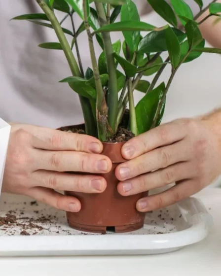 Como Cuidar de Uma Planta Zamioculca