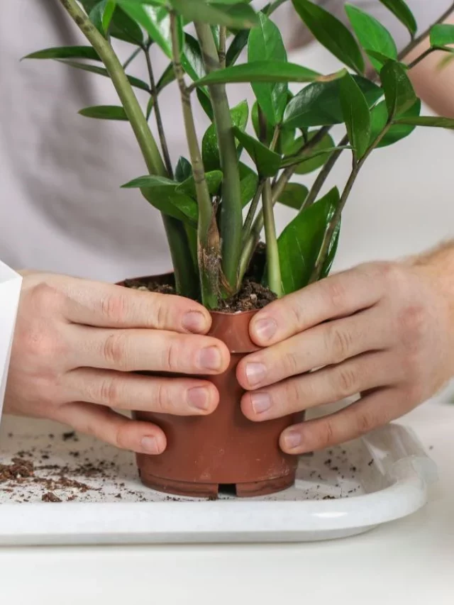 Como Cuidar de Uma Planta Zamioculca?