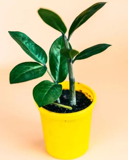 É Verdade Que a Planta Zamioculca Atrai Dinheiro