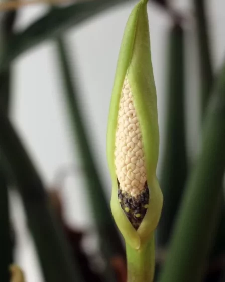 Zamioculca é Venenosa
