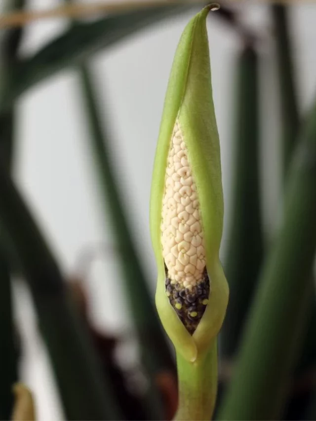 Zamioculca é Venenosa?
