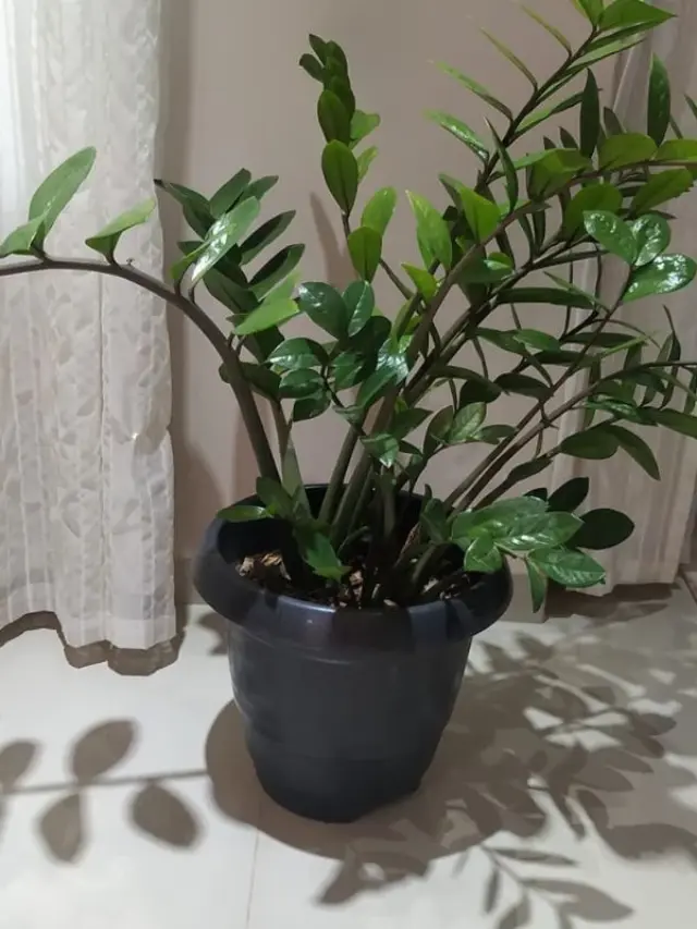 O Que Passar Na Zamioculca Ficar Bonita