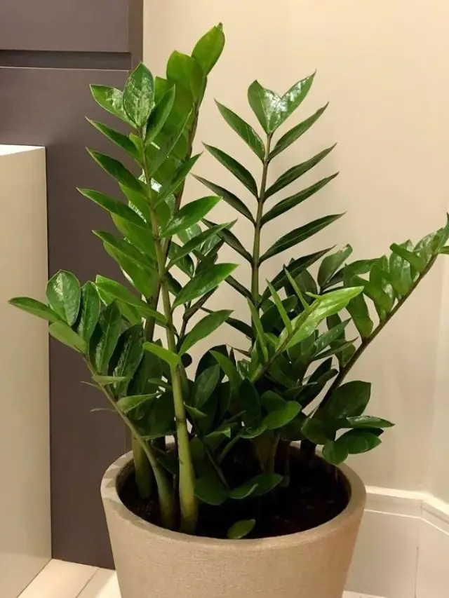 Porque Minha Zamioculca Nao Da Flor