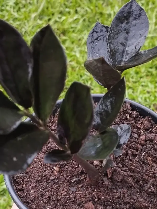 Porque a Zamioculca Fica Preta