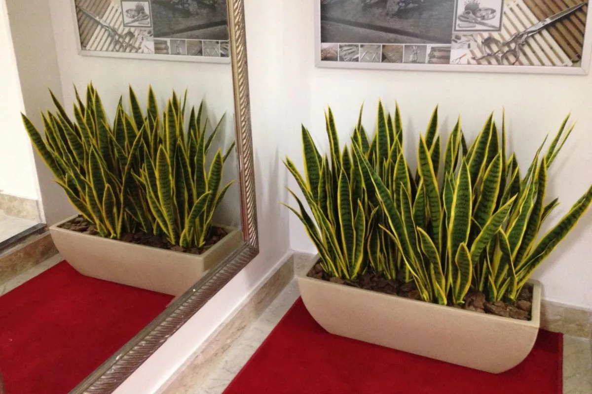 espada de sao jorge 3 Espada de São Jorge a Versatilidade na Decoração de Interiores