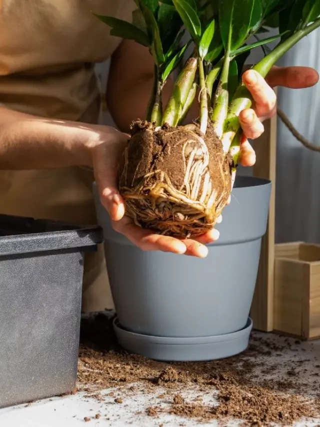 Zamioculca Como Fazer Mudas Ou Plantar