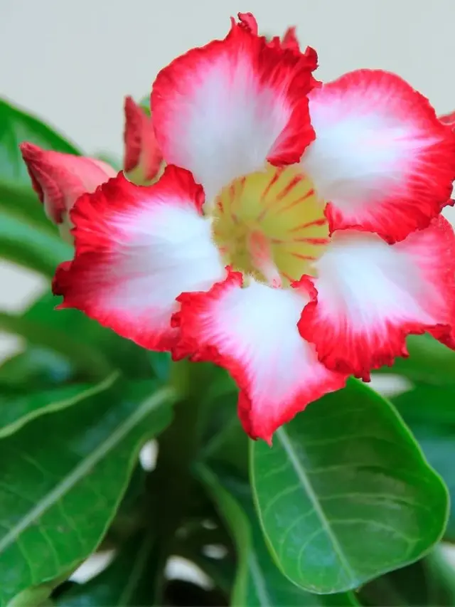 cropped-Rosa-do-Deserto.webp